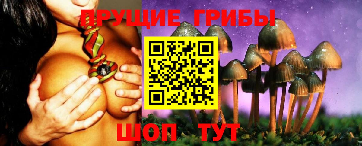 Галлюциногенные грибы Psilocybe Королёв